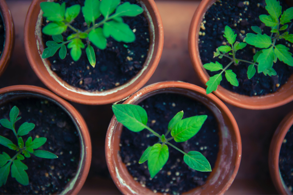 Plantas Repelentes: Como Você Pode Utilizar na Sua Horticultura Verticalizada