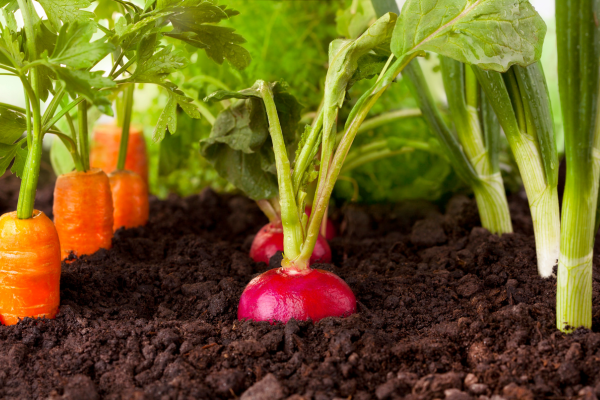 Como Saber o Tempo Certo para Colheita de Vegetais de Raiz em Hortas Orgânicas Verticais