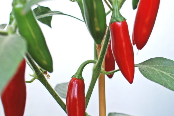 Cultura Vertical de Pimentas Jalapenho Orgânicas: Como Você Pode Identificar o Tempo Ideal de Colheita