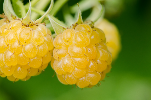 Framboesas Amarelas Orgânicas em Estruturas de Treliça Vertical: Como Você Pode Cultivar Beleza e Sabor no Mesmo Espaço