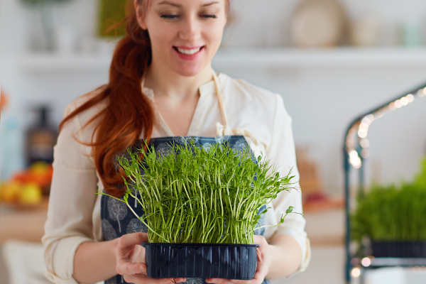 Como Você Pode Elevar a Qualidade da sua Alimentação com o Cultivo Vertical de Microgreens Orgânicas na sua Cozinha