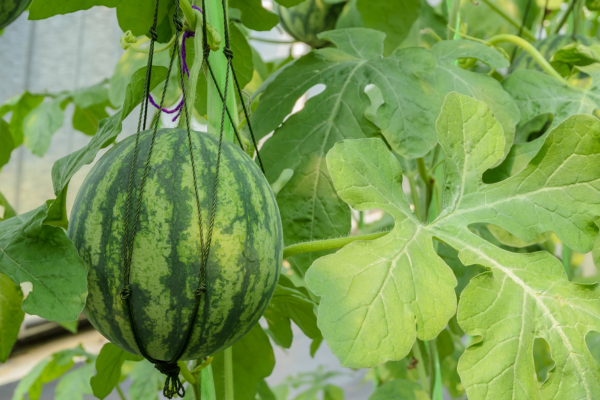 Como Você Pode Fazer Crescer Melancias Orgânicas em Sistemas de Jardinagem Suspensa na Varanda