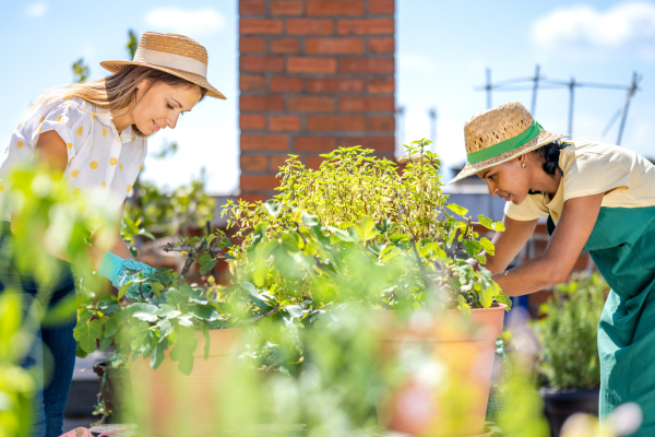 Como Você Pode Nutrir as Plantas da Sua Horticultura: Guia de Manutenção de Nutrientes