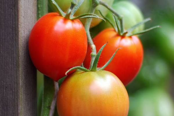 Saiba Como Você Pode Ter sua Própria Cultura  de Tomates em Canteiros Elevados