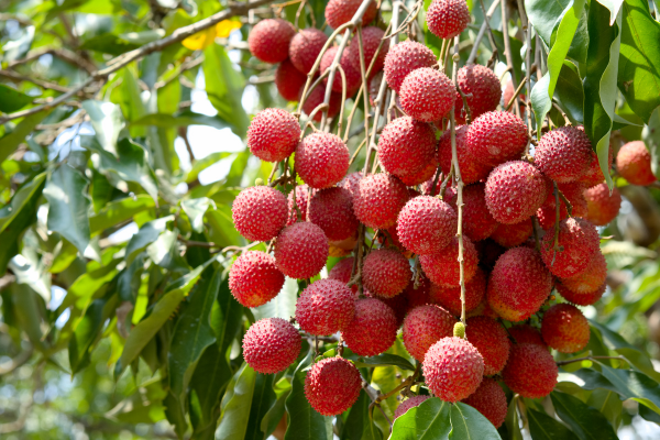 As Possíveis Maneiras de Crescer Lichias Ornamentais nas Varandas Tropicais de Fernando de Noronha