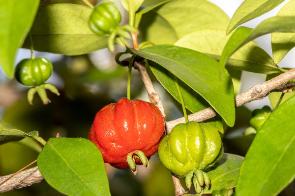 Pitanga em Gramado, Rio Grande do Sul: Manejos que Podem Ampliar o Volume de Frutas Saborosas em Climas de Montanha