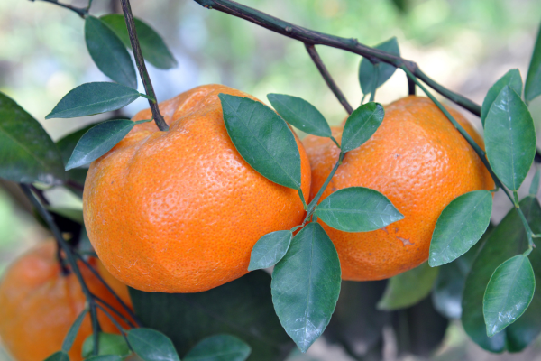 Tangerinas em Teresópolis, Rio de Janeiro: Possíveis Práticas Para Maior Quantidade de Citros ao Alcance das Mãos