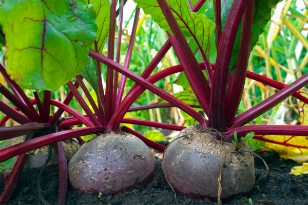 Como Você Pode Balancear o pH e Melhorar o Plantio de Beterrabas Robustas em Casa