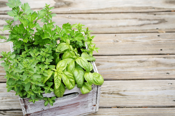 Os Possíveis Manejos Para uma Produção Contínua em Mini-horta de Manjericão e Salsa em Terraços de Casas de Praia em Fortaleza