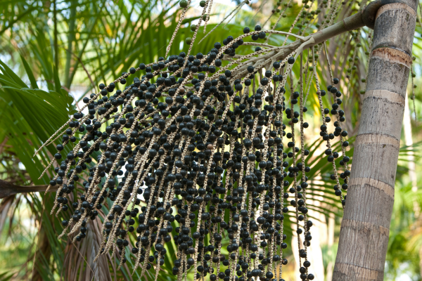 Safra de Açaí nas Sacadas dos Condomínios Ecológicos de Rondônia: Como Você Pode Reconhecer a Maturação dos Frutos